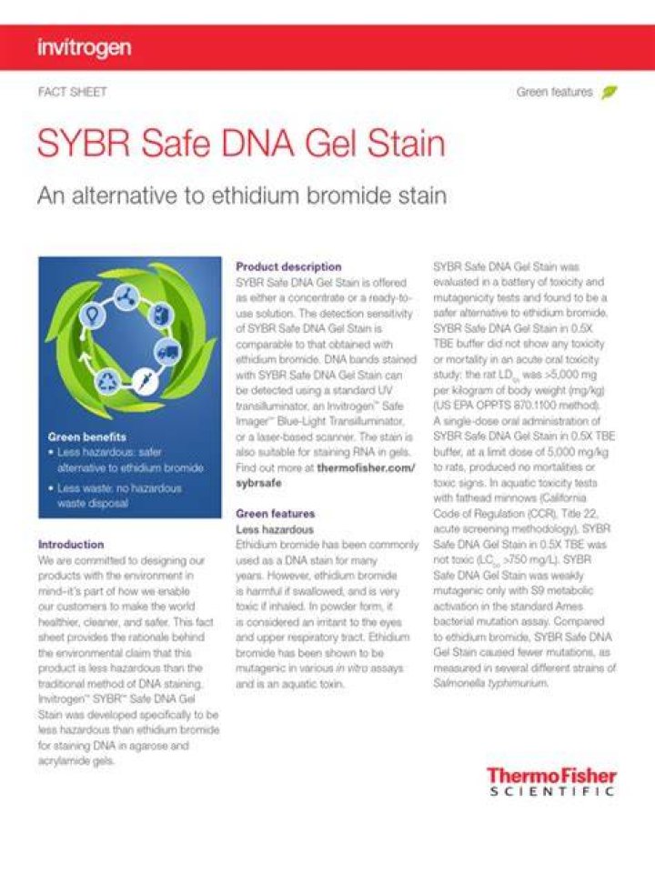 Does SYBR Safe stain ssDNA?