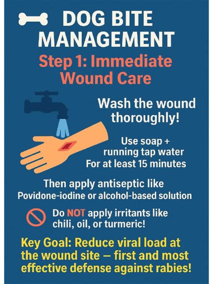 Comprehensive Dog Bite Management PDF: Safe Response & First Aid Guide