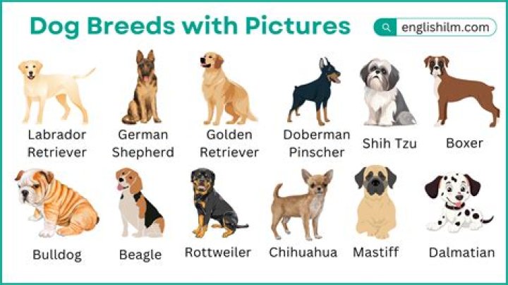 Complete Dog Breeds List PDF: Discover Over 100 Dog Breeds