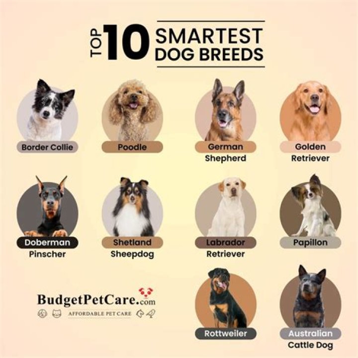 Top 100 Dog Intelligence List: Expert Analysis & Top Breeds