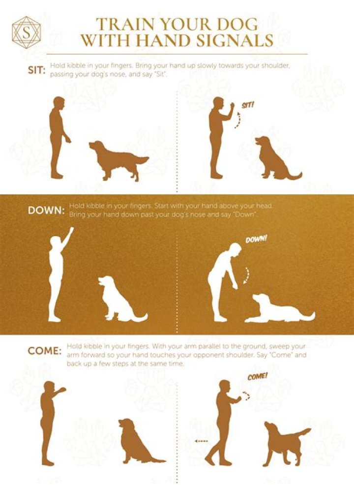Free Dog Training Commands List PDF – Download Now