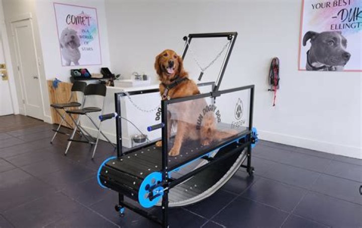 Free Dog Treadmill Plans PDF – Perfect for Home Training