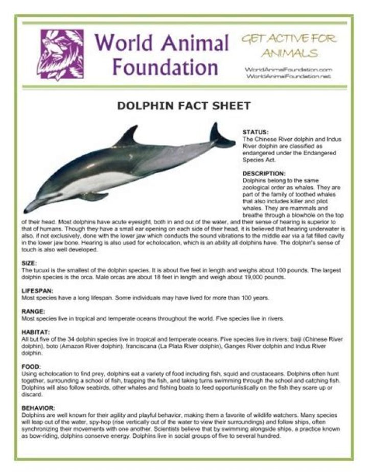 Dolphin Fact Sheet PDF – Essential Facts & Insights