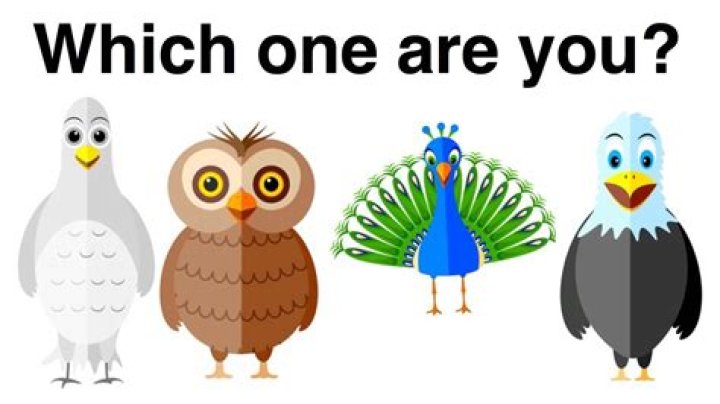 Dope Bird Personality Test PDF – Discover Your Avian Vibe
