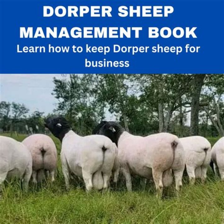 Dorper Sheep Management PDF: Expert Guide for Healthy Flocks