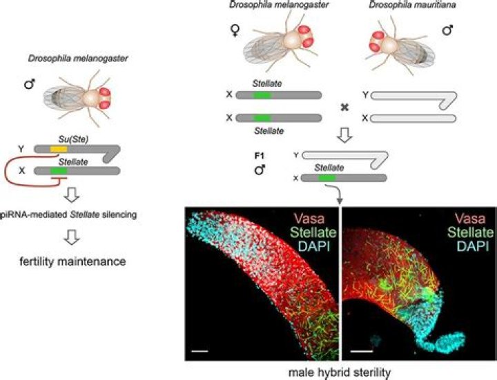 Drosophila Simulation: Patterns of Heredity Answers PDF