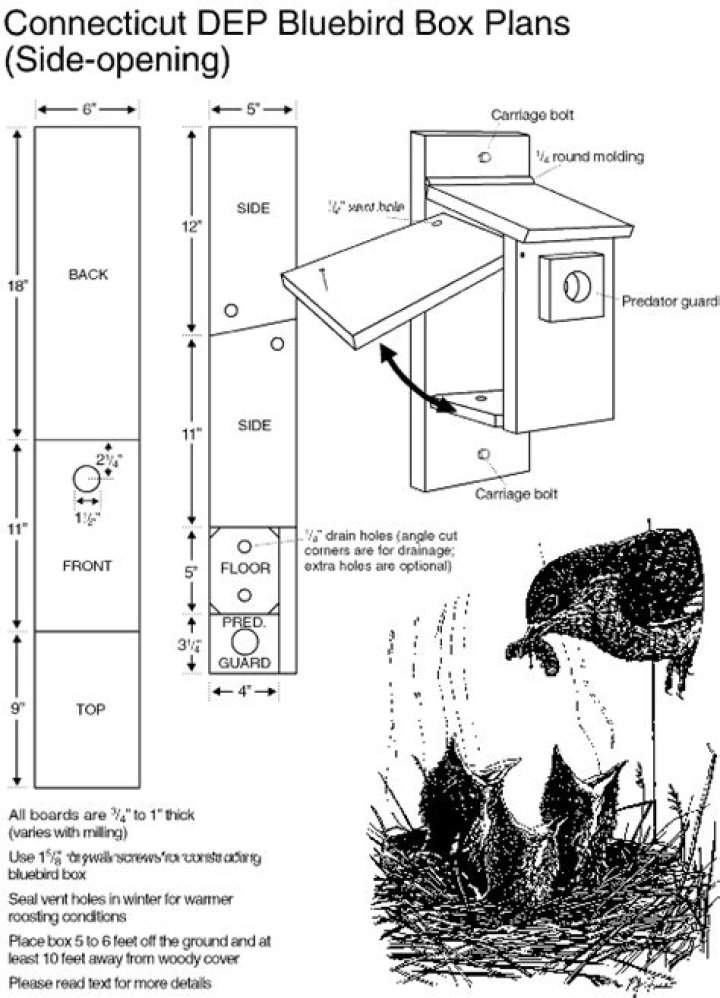 Eastern Bluebird House Plans PDF – Easy DIY Birdhouse Blueprints