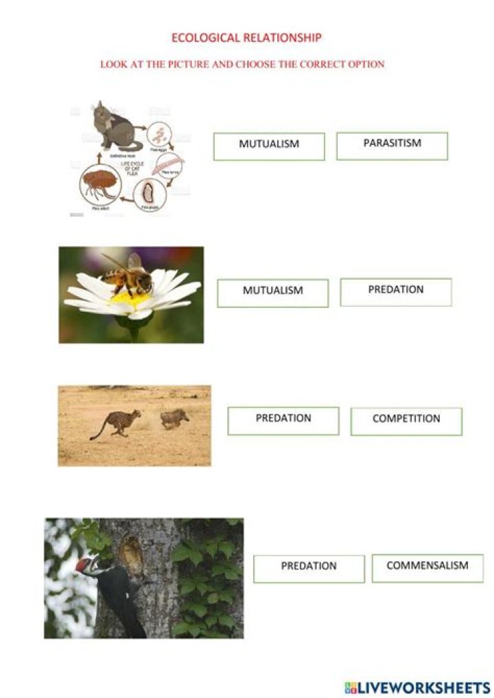 Ecological Relationships PDF Answers: Key Concepts Explained