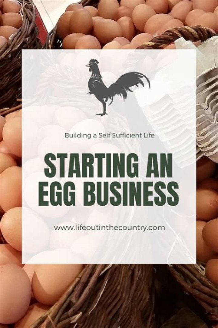 Egg Selling Business Plan PDF: Start Your Profitable Poultry Venture Today