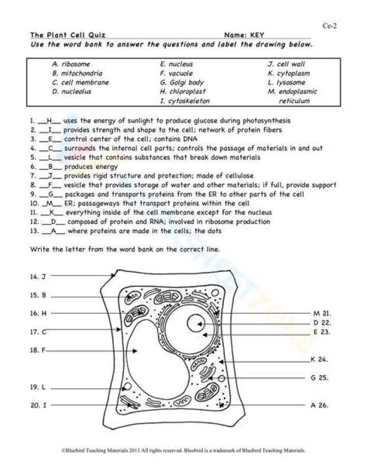 Electrochemical Cell Q&A: Expert PDF Questions and Answers