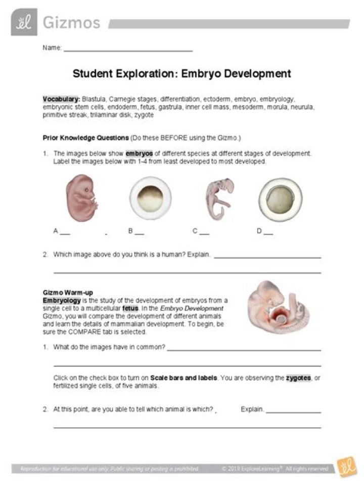 Embryo Development Gizmo Answer Key PDF – Step-by-Step Guide