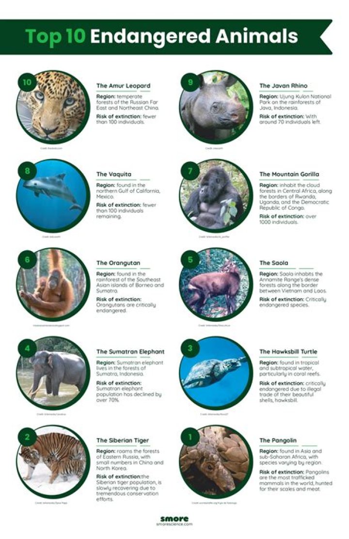 Endangered Species List 2017 PDF: Complete Guide & Conservation Insights