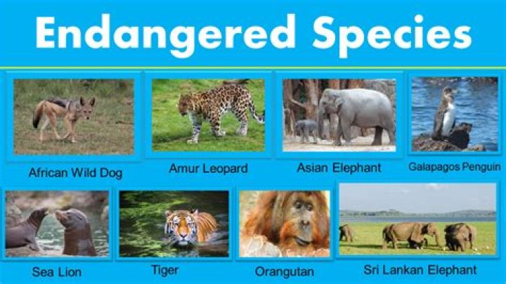 Endangered Species List PDF: Free Download & Full Inventory