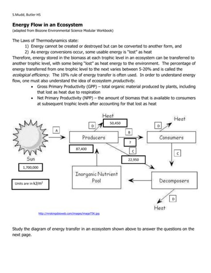 Energy Flow in Ecosystems: Essential PDF Answers