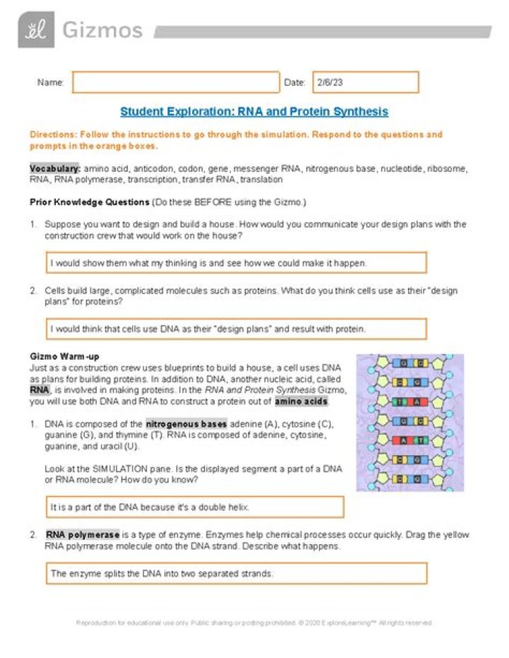 Enzymes Gizmo Answers PDF: Ultimate Solution Guide