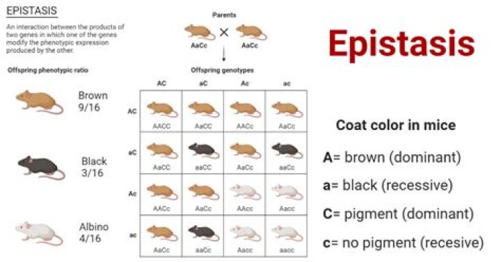 Epistasis Questions and Answers PDF: Master Genetic Interactions