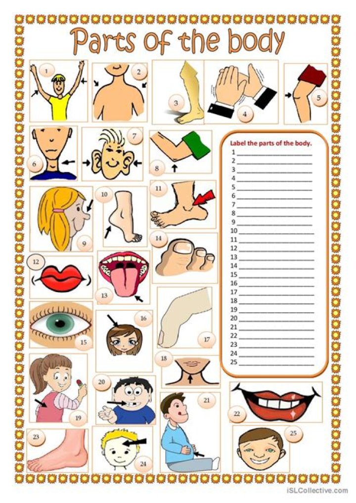 ESL Body Parts Worksheet for Adults – Free PDF Download