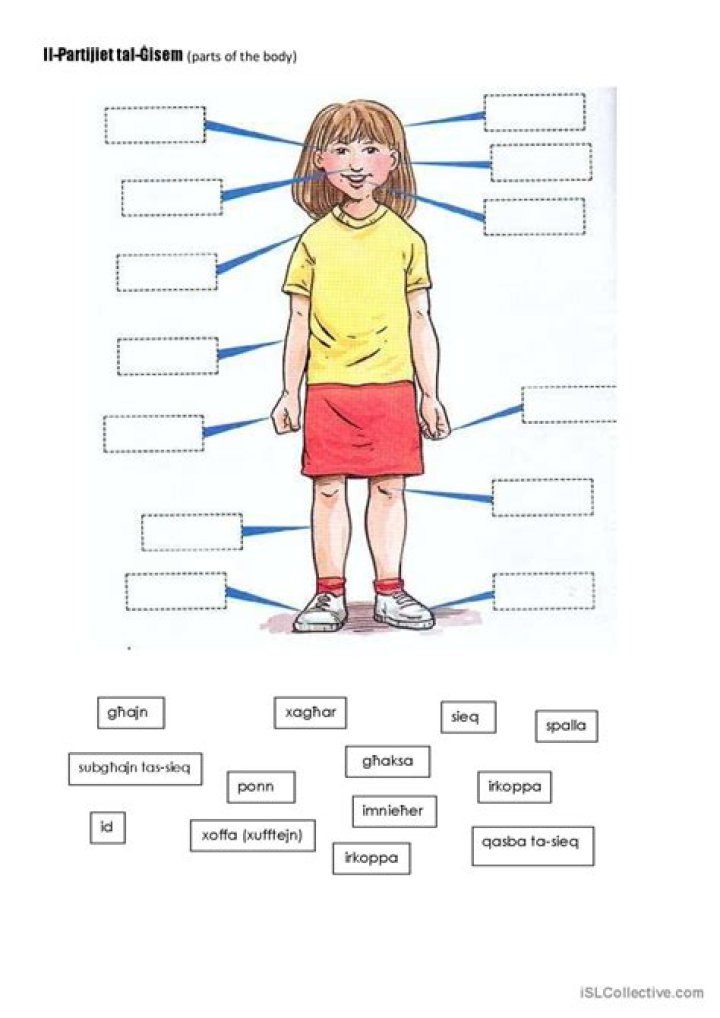 Free ESL Body Parts Worksheet PDF for Vocabulary Practice
