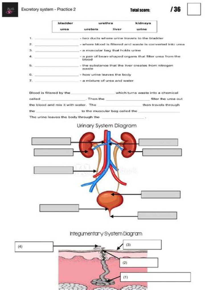 Excretory System Questions & Answers PDF – Expert Guide