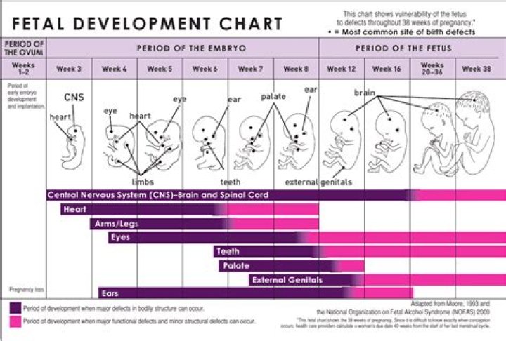 Fetal Development Worksheet PDF – Essential Guide for Expectant Parents
