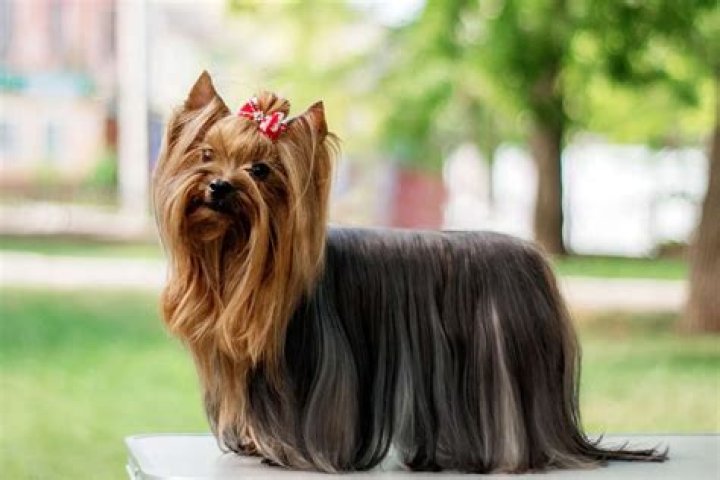 Complete PDF Guide to Purebred Yorkshire Terriers