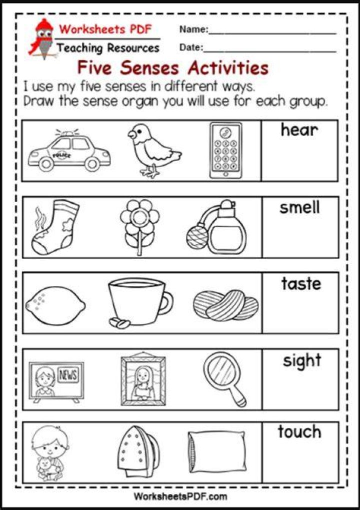 Five Senses Worksheets for Kindergarten PDF – Free Printable
