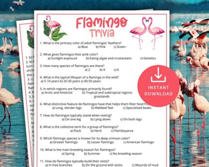 Flamingo Cards Questions PDF Free Download – Instant Access