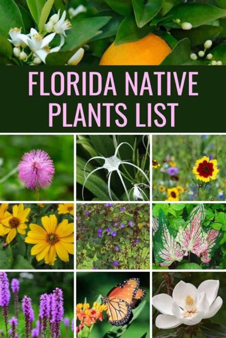 Florida-Friendly Plant List PDF: Easy-to-Grow Native & Adapted Species