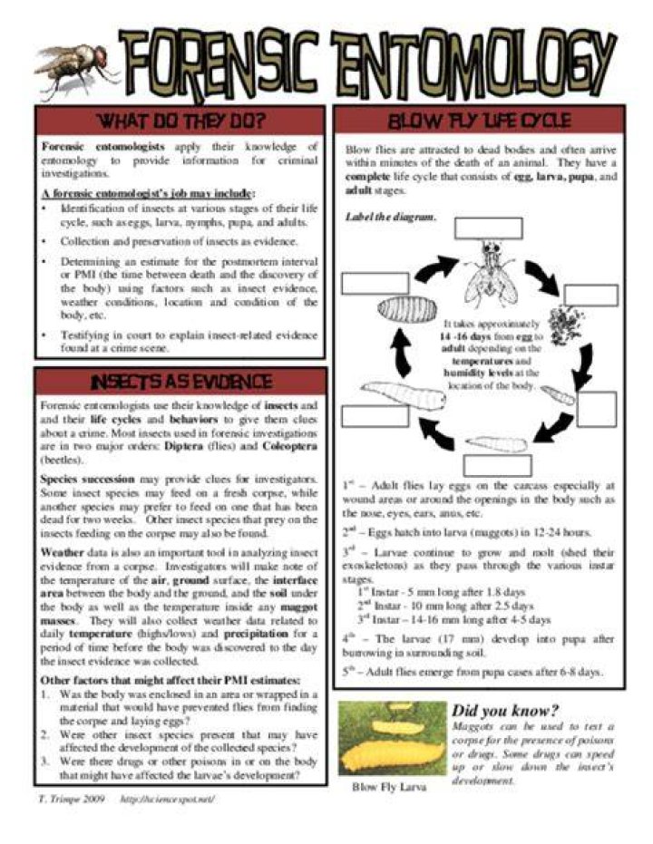 Forensic Entomology Worksheet PDF: Study Insect Evidence for Crime Scene Analysis