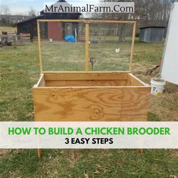Free Printable Chicken Brooder Plans PDF – Instant Download