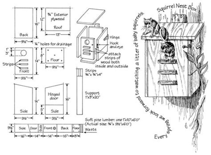 Free Squirrel House Plans PDF – Build Your Own Wildlife Shelter