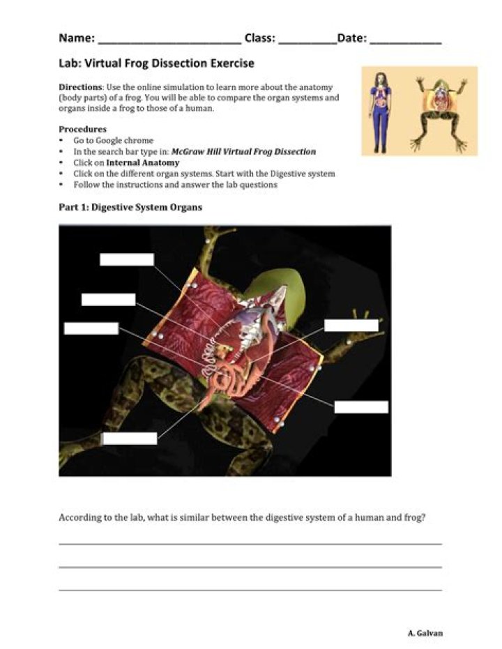 Frog Dissection Pre-Lab Answer Key PDF – Instant Download