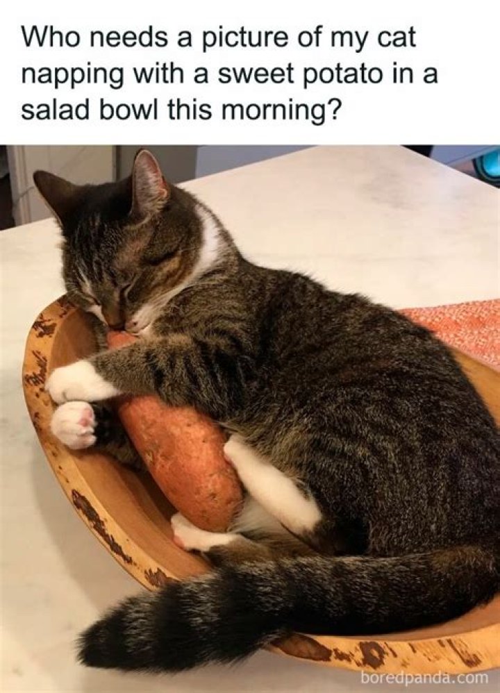 Funny Pictures Of The Day 96 Pics