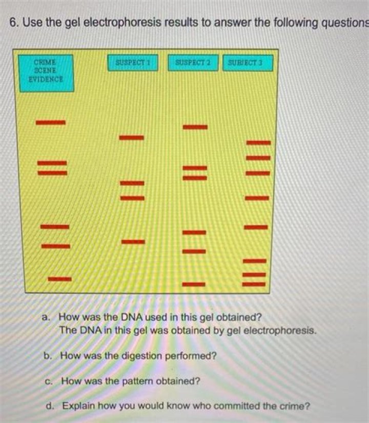 Gel Electrophoresis Questions and Answers PDF – Expert Study Guide