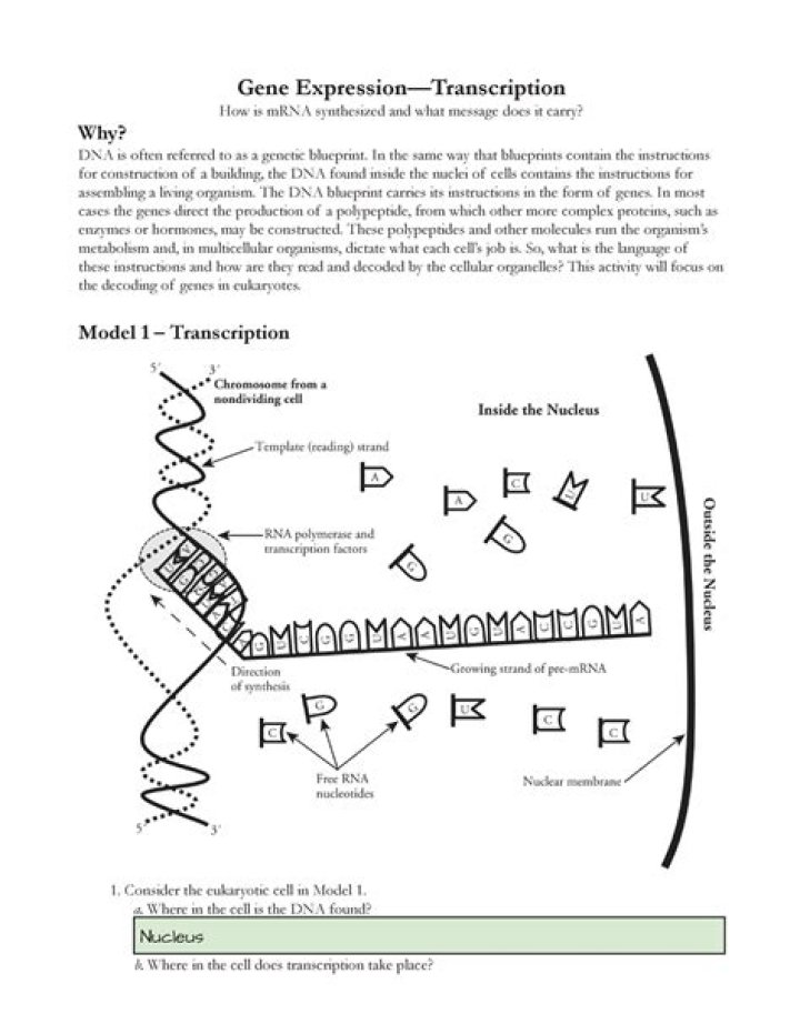 POGIL Answers for Gene Expression and Transcription – PDF Guide
