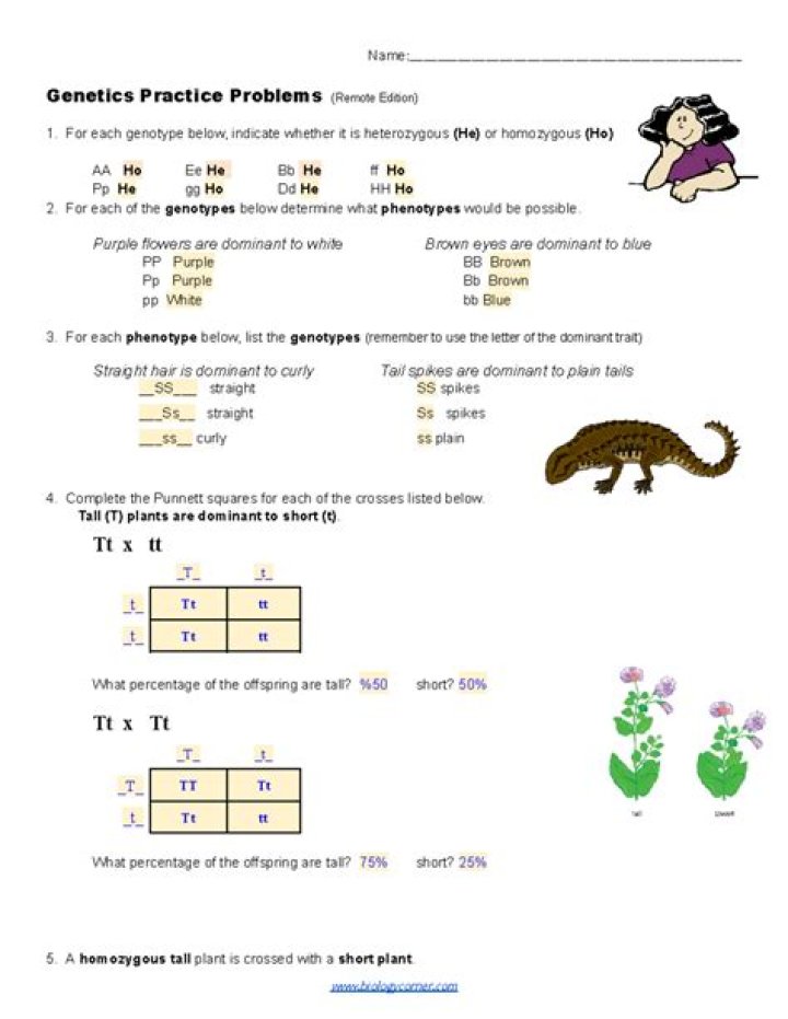 Genetics Practice Problems Worksheet Answers PDF – Instant Download