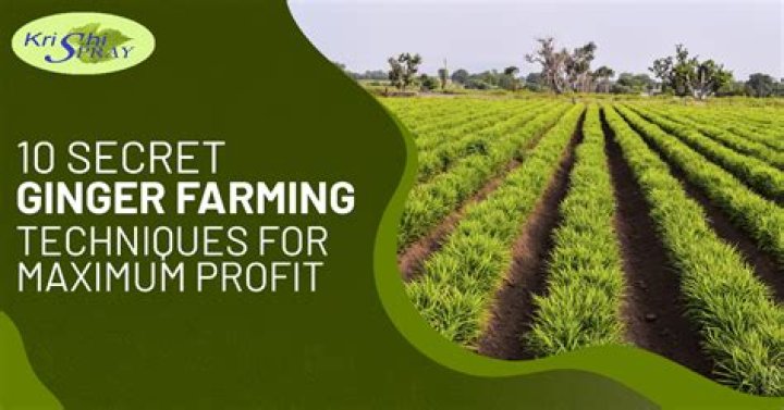 Ginger Farming Business Plan PDF: Full Step-by-Step Guide