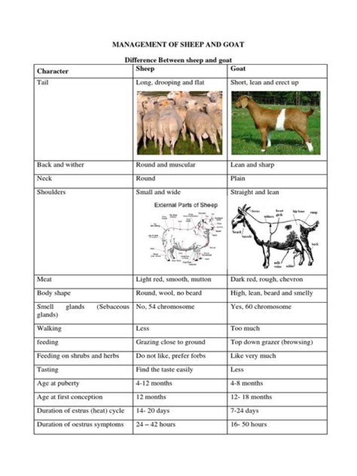 Essential Goat Management Practices PDF for Healthy Herds
