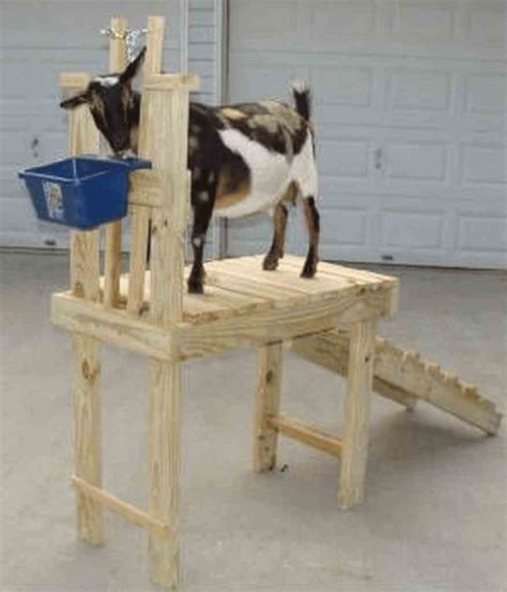 Goat Milking Stand Plans PDF: Build Your Own Efficient Milking Station