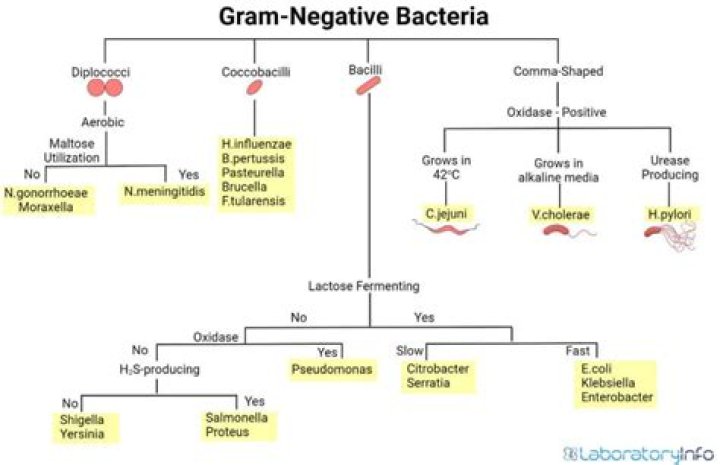 Comprehensive Gram Negative Bacteria List PDF for Medical Use