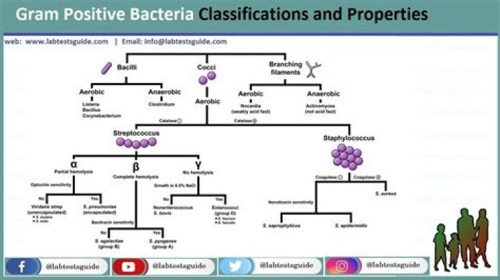 Comprehensive Gram Positive Bacteria List PDF for Research & Clinical Use