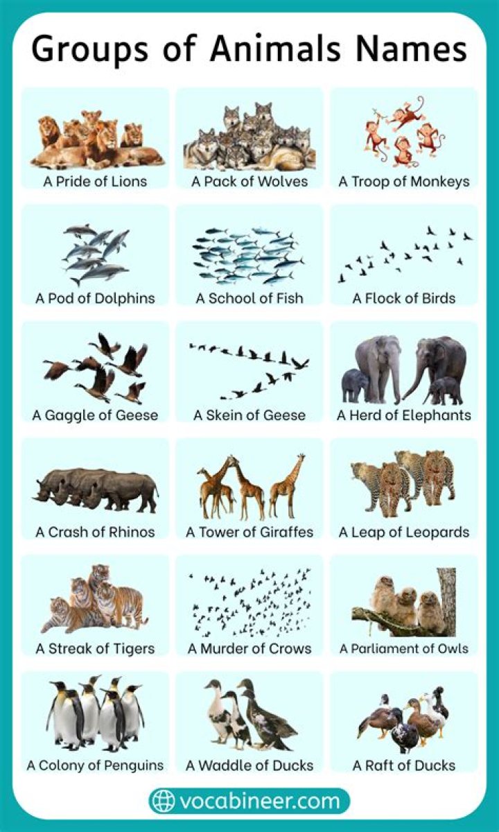 Group of Animals Called PDF: Free Guide & List