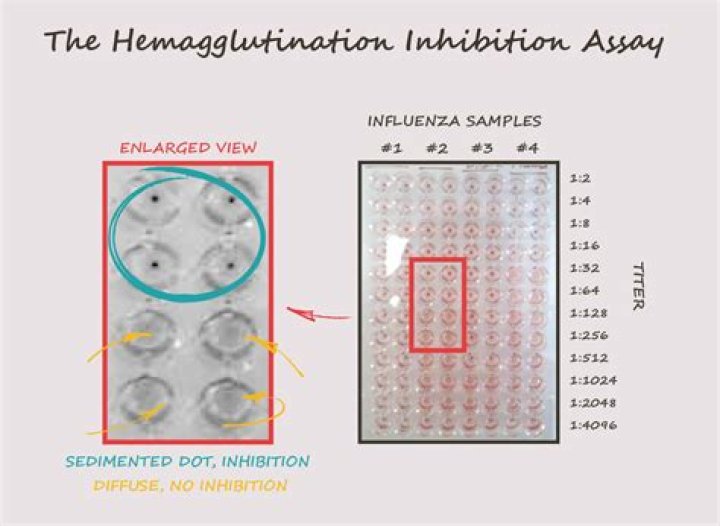 Haemagglutination Inhibition Test PDF: Accurate Results & Detailed Guide