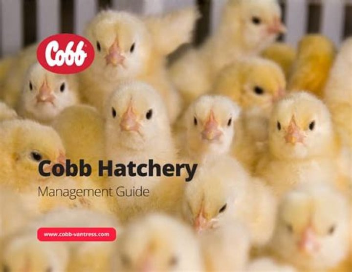 Hatchery Management in Poultry: Essential PDF Guide for Optimal Performance