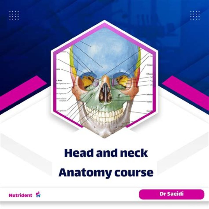 Head and Neck Anatomy Questions and Answers PDF – Study Guide