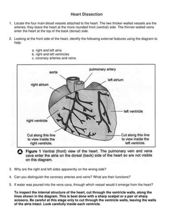 Heart Dissection Worksheet PDF: Detailed Anatomy Study Tool