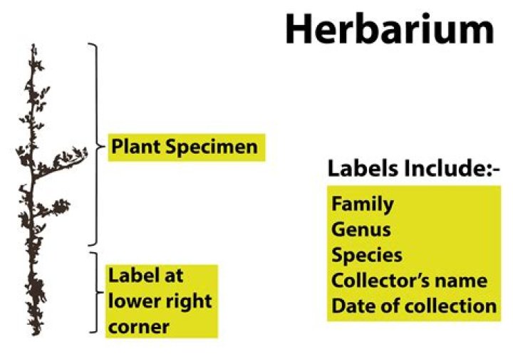 Download Free Herbarium Sheet Label PDF for Accurate Plant Identification