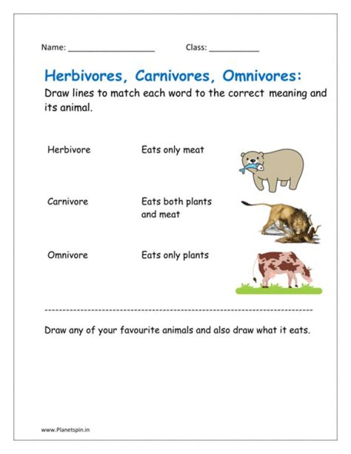 Herbivores, Omnivores, Carnivores: The Ultimate Guide to Animal Diets Explained