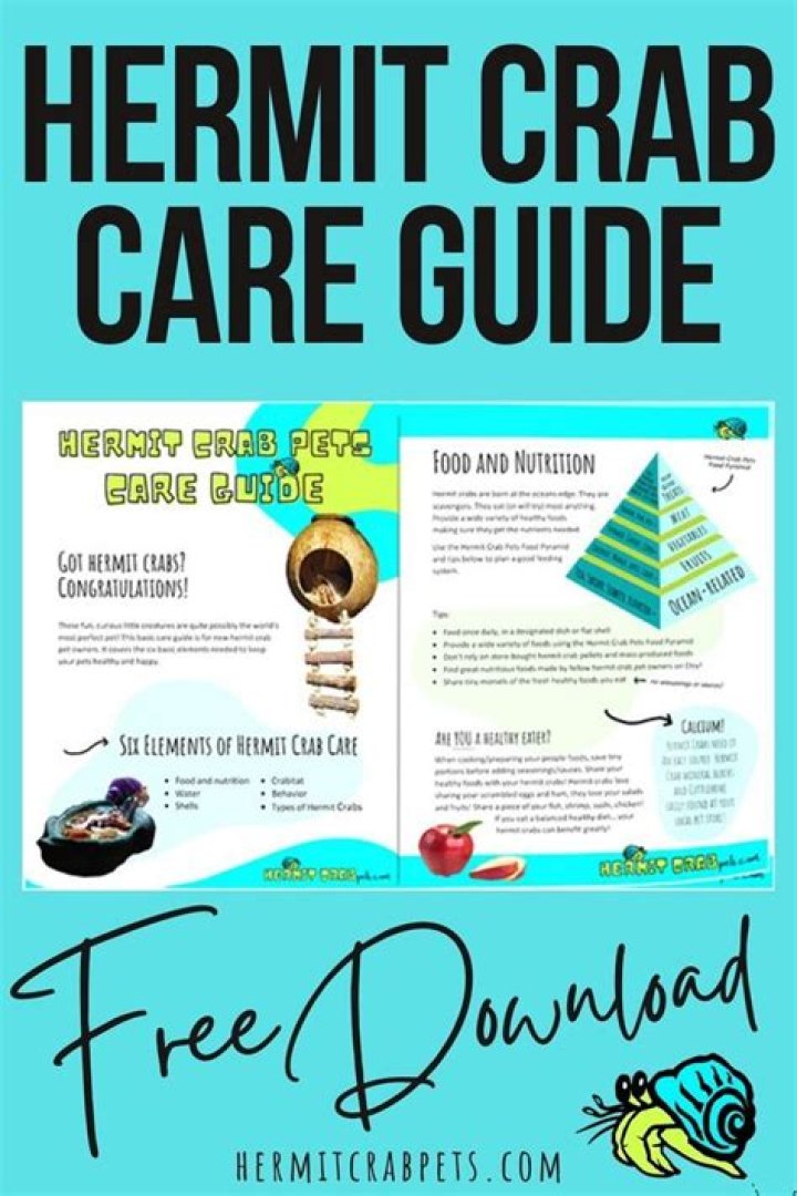 Hermit Crab Care Sheet PDF – Essential Guide for Healthy Shell Life