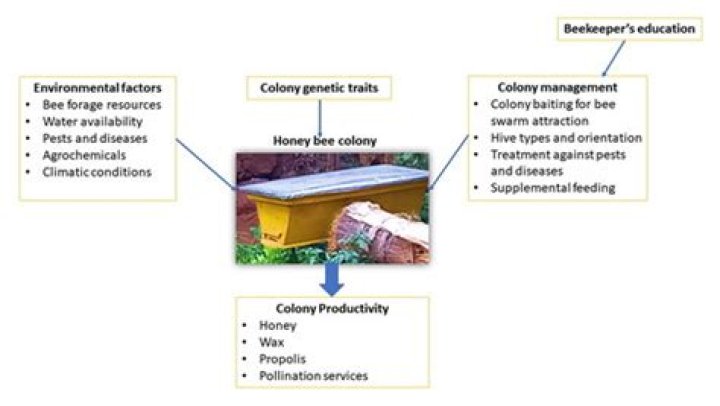 Comprehensive Honey Bee Colony Management PDF Guide